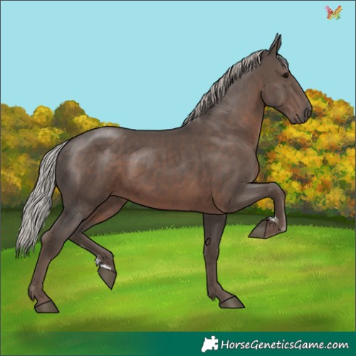 Horse Color:Silver Black Sabino 