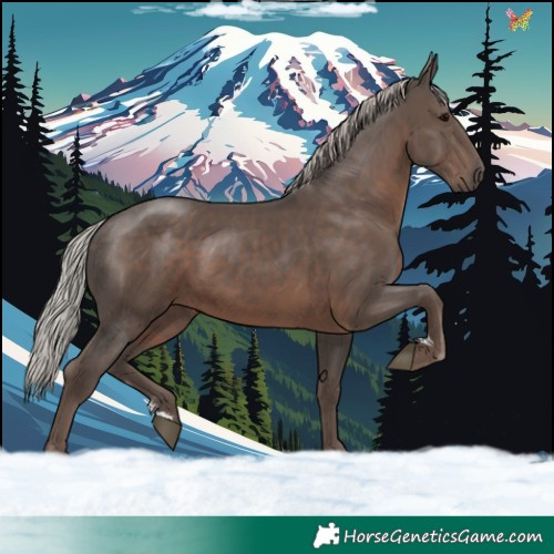 Horse Color:Silver Black Sabino 