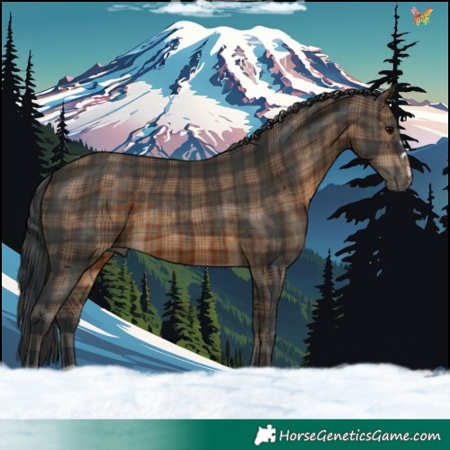 Horse Color:Plaid  Brown 