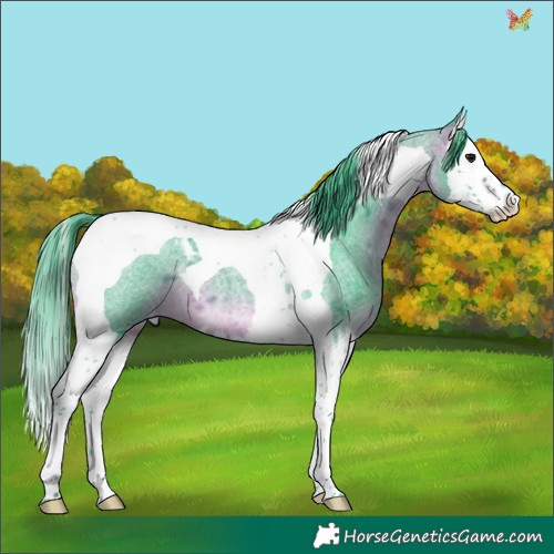 Horse Color:Watercolor Bay Roan Splash Tobiano Appaloosa 