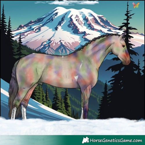 Horse Color:Nacre Bay Dun Tobiano 