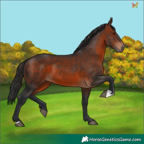 Horse Color:Brown 