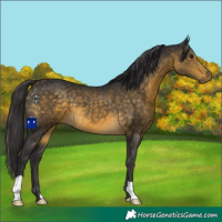 Horse Color:Buckskin 