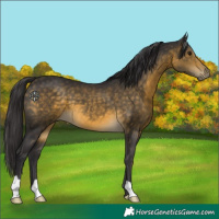 Horse Color:Buckskin 
