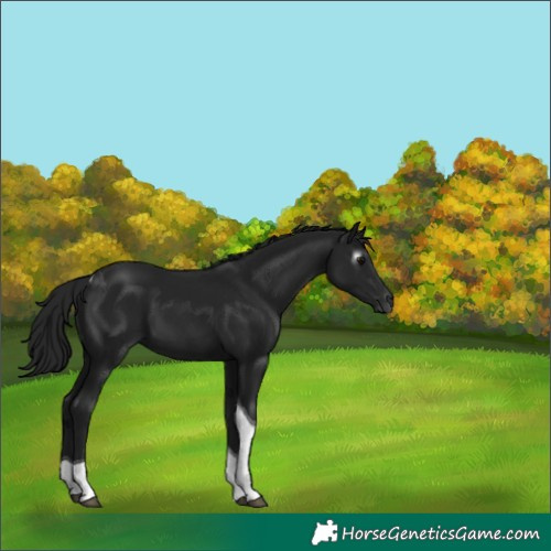 Horse Color:Gray Black Tobiano 