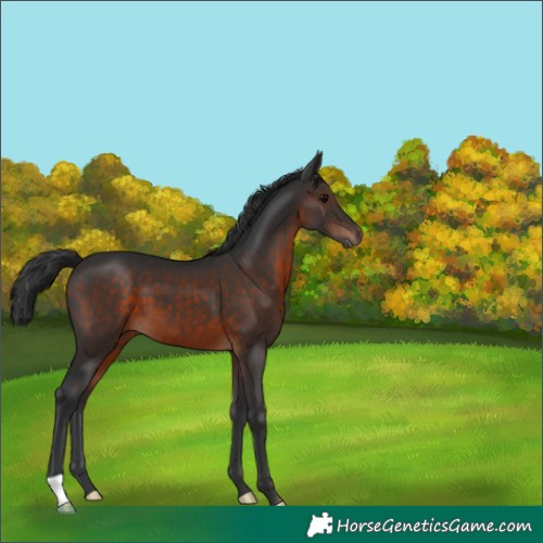 Horse Color:Brown 