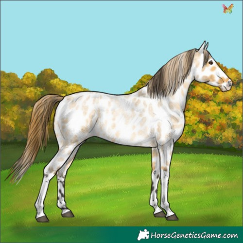 Horse Color:Buckskin Roan Dun Tobiano Appaloosa 
