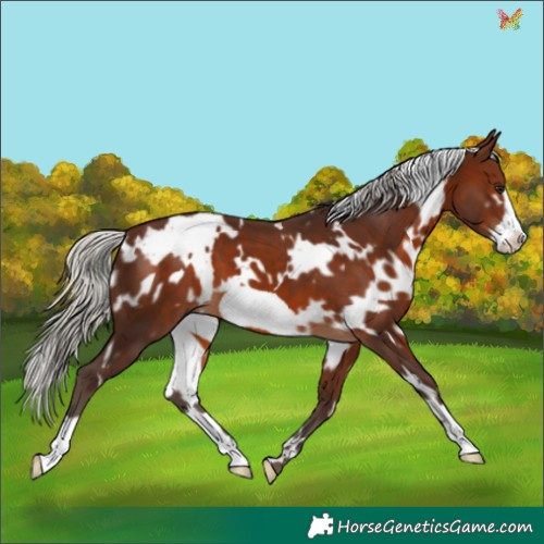Horse Color:White Spotted Silver Brown Frame 