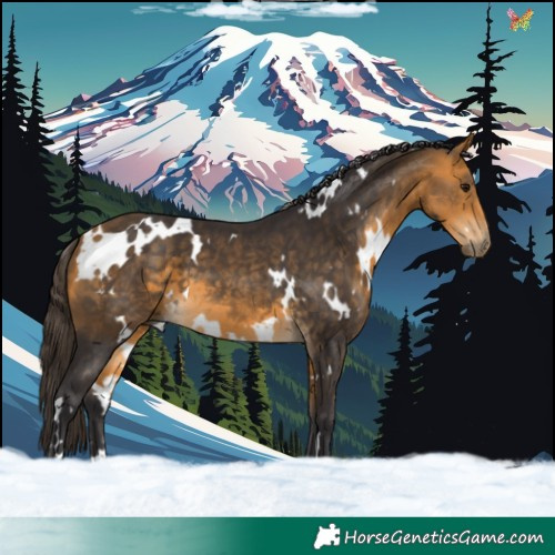 Horse Color:White Spotted Buckskin 