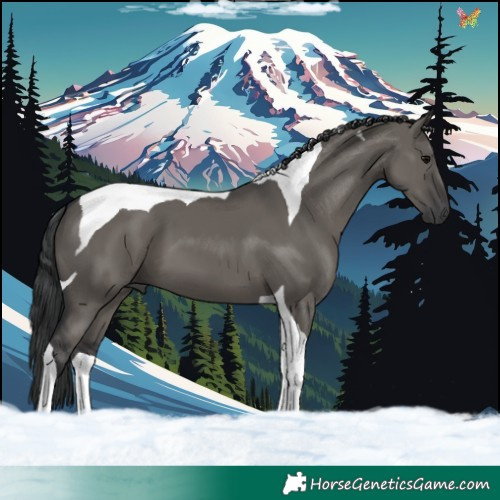 Horse Color:Grullo Tobiano 