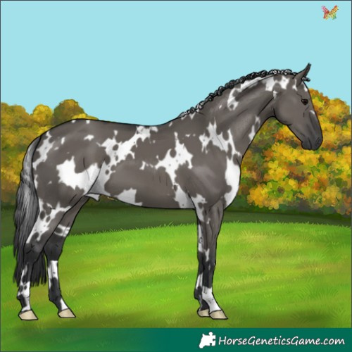 Horse Color:White Spotted Grullo 