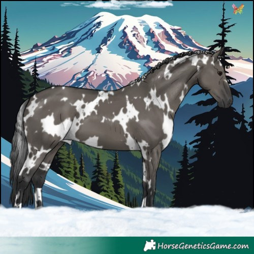 Horse Color:White Spotted Grullo 