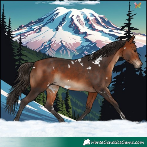 Horse Color:White Spotted Bay 