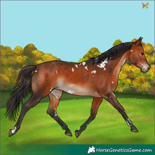 Horse Color:White Spotted Bay 