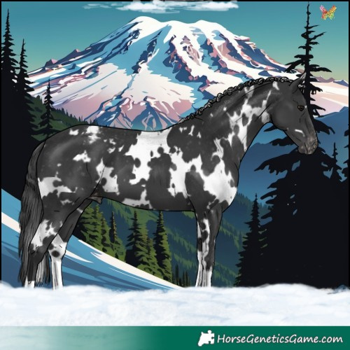 Horse Color:White Spotted Black Varnish 