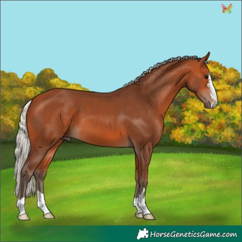Horse Color:Silver Bay 