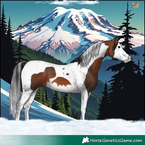 Horse Color:Bay Splash Tobiano 