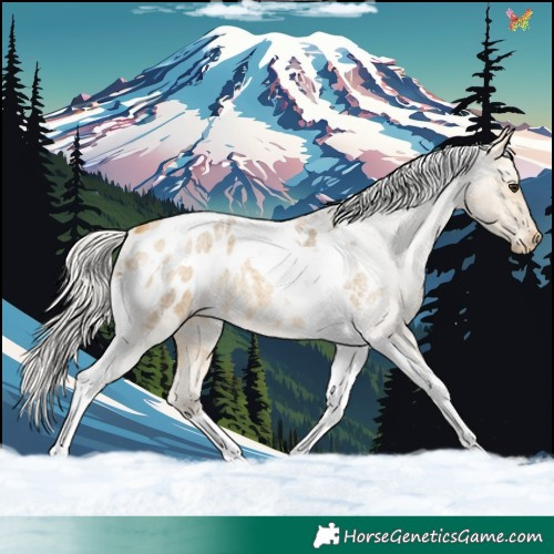Horse Color:Silver Buckskin Roan Tobiano Blanket 