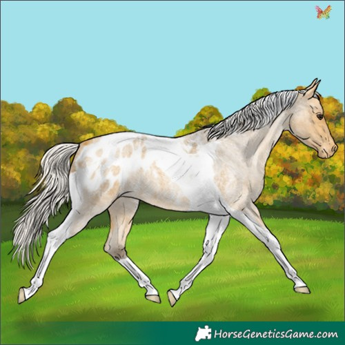 Horse Color:Silver Buckskin Roan Tobiano Appaloosa 