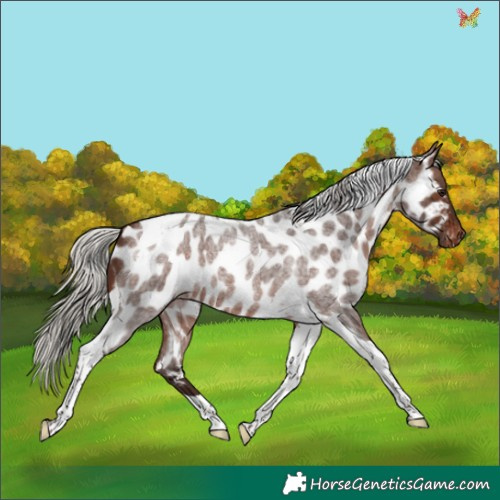 Horse Color:Silver Brown Roan Tobiano Appaloosa 
