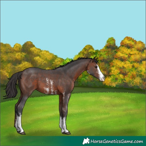Horse Color:Brown Sabino 