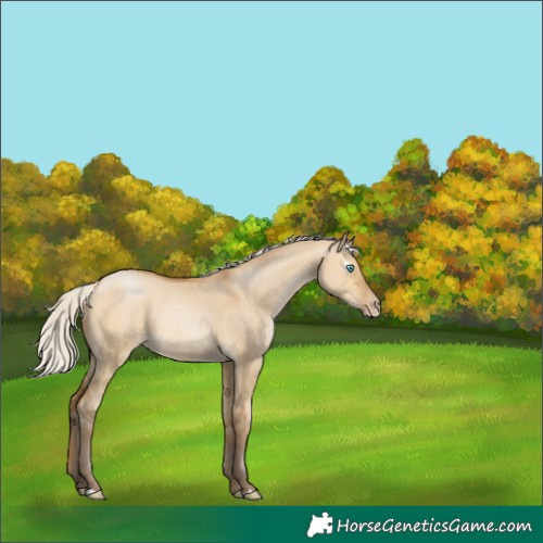 Horse Color:Gray Silver Buckskin Pearl Dun 