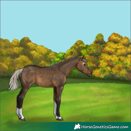Horse Color:Gray Silver Brown Dun Tobiano 