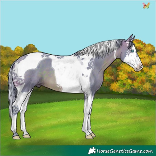 Horse Color:Watercolor Brown Splash Tobiano 
