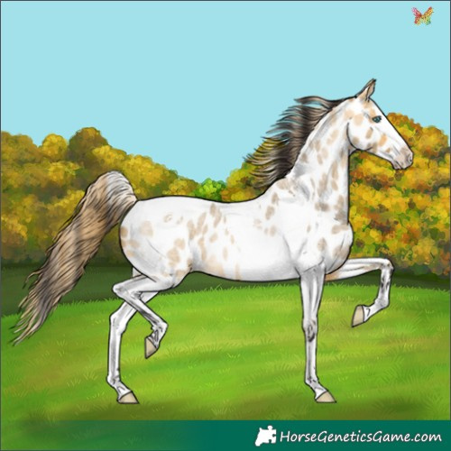 Horse Color:Buckskin Roan Dun Splash Tobiano Appaloosa 