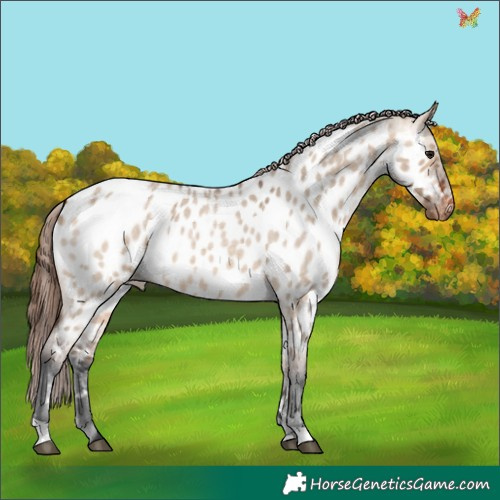 Horse Color:Bay Roan Dun Appaloosa 