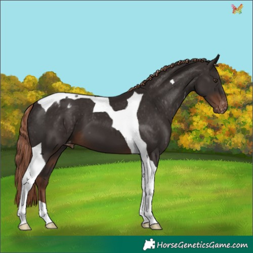 Horse Color:Liver Chestnut Tobiano Appaloosa 