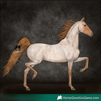 Horse Color:Red Roan 