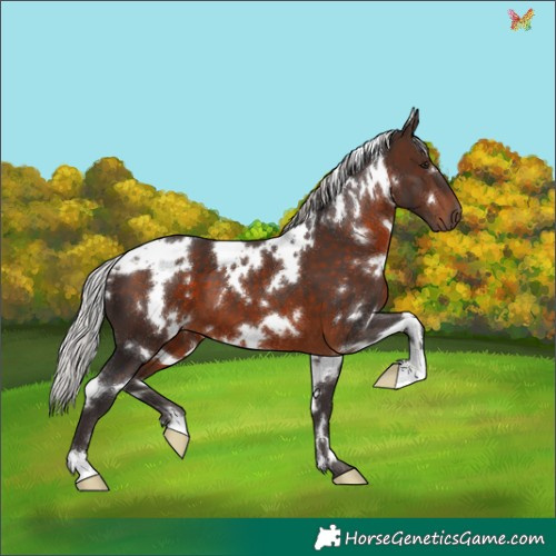 Horse Color:White Spotted Silver Brown 