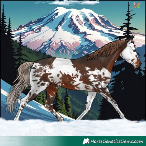 Horse Color:Liver Chestnut Splash 