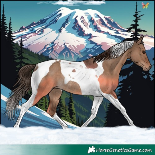 Horse Color:Liver Red Dun Tobiano Rabicano 