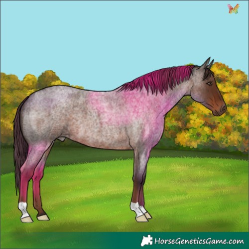 Horse Color:Liver Red Roan 