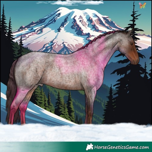Horse Color:Liver Red Roan 