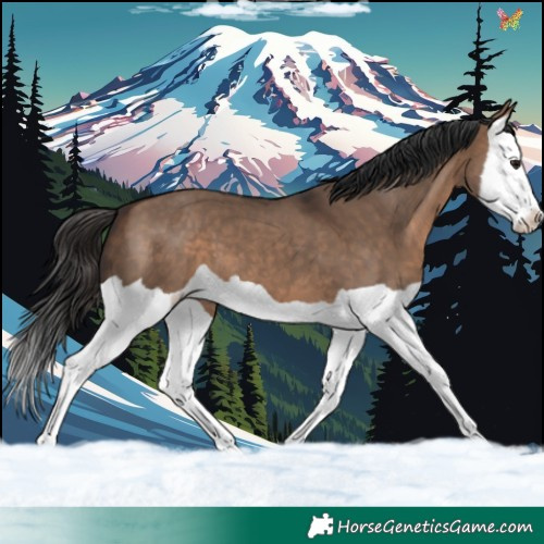 Horse Color:Brown Dun Splash 