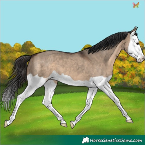 Horse Color:Brown Dun Splash 