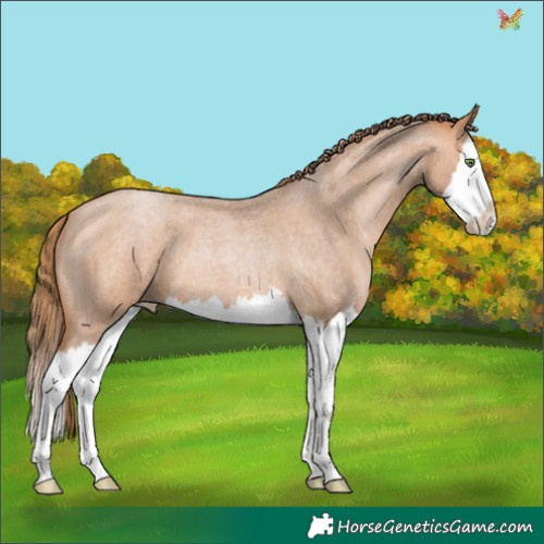 Horse Color:Bay Roan Pearl Splash 
