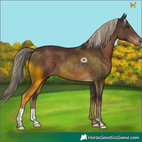 Horse Color:Liver Chestnut 