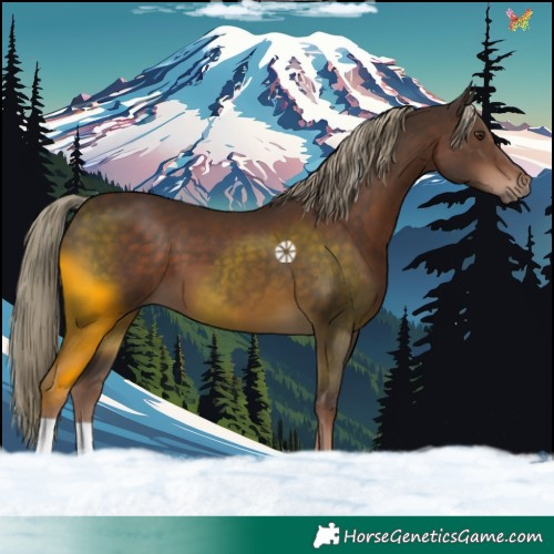 Horse Color:Liver Chestnut 