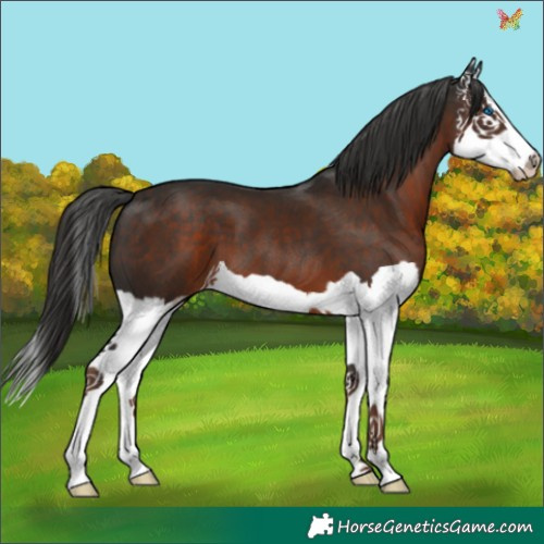 Horse Color:Liver Chestnut Splash 