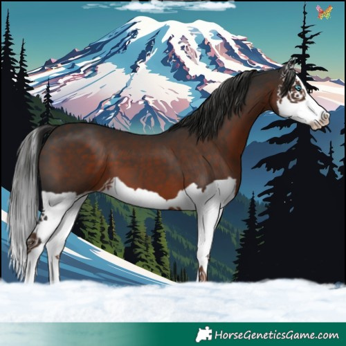 Horse Color:Liver Chestnut Splash 