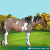 Horse Color:Bay Roan Tobiano Rabicano