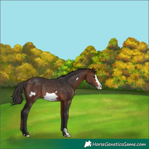 Horse Color:Bay Frame Rabicano 