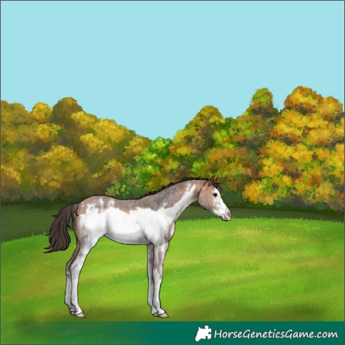 Horse Color:Bay Sabino Frame Rabicano