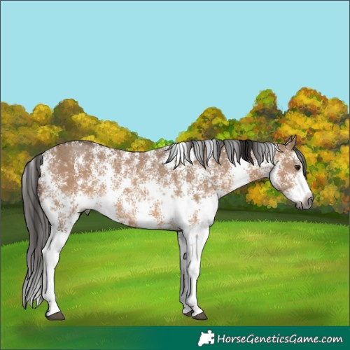 Horse Color:Gray Bay Dun Sabino Rabicano 
