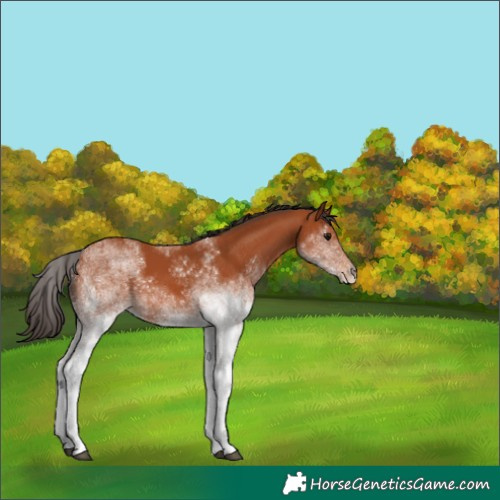 Horse Color:White Spotted Bay Tobiano Rabicano