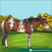 Horse Color:White Spotted Bay 
